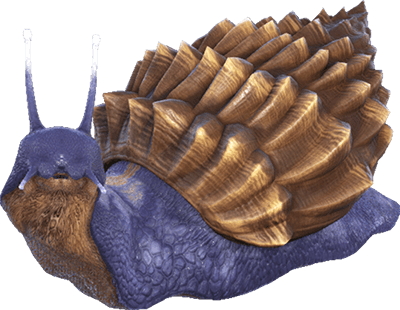 Achatina